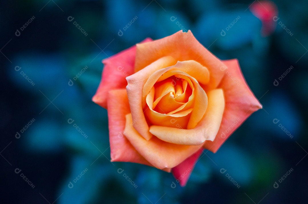 Fundo roxo claro com brilho flutuante de luz rosa lótus