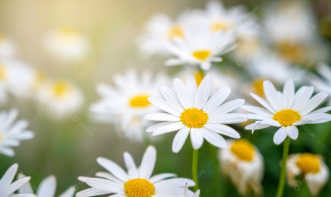 A borboleta amarelo-alaranjada está nas flores brancas e rosa nos campos de grama verde