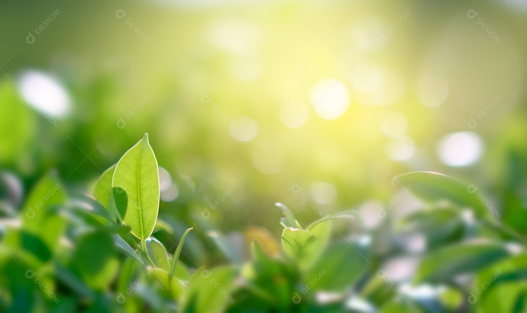 Fundo de folha bokeh desfocado fundo verde