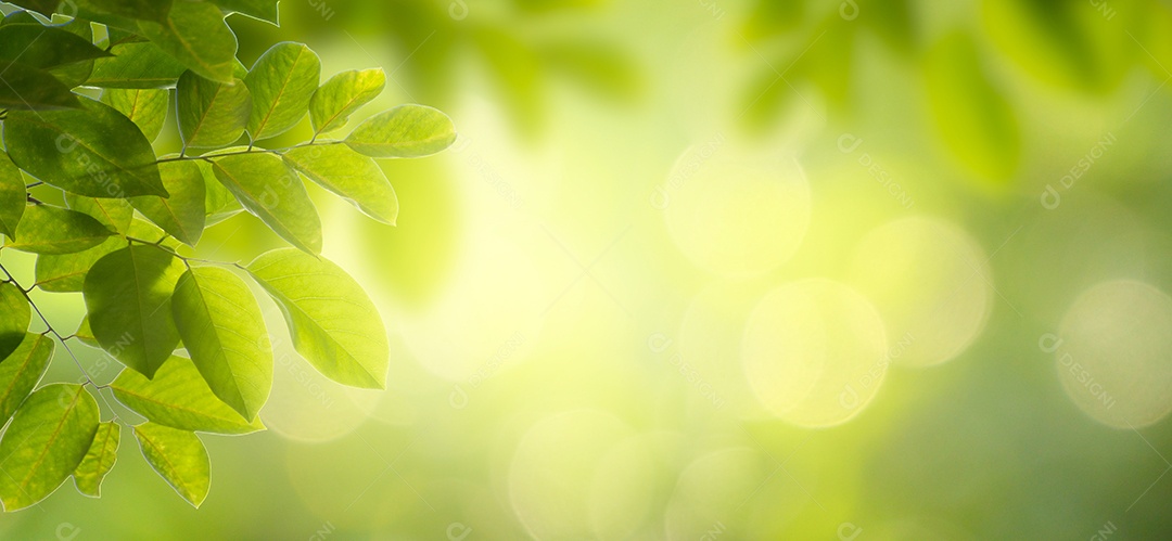 Fundo de folha bokeh desfocado fundo verde