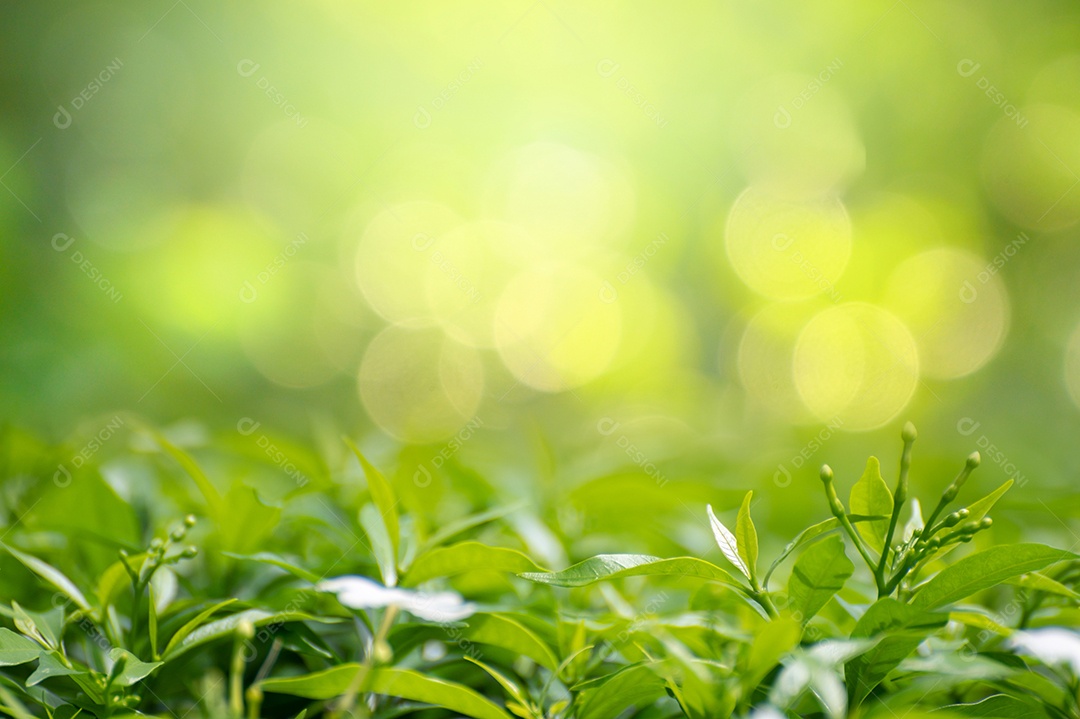 Fundo de folha bokeh desfocado fundo verde