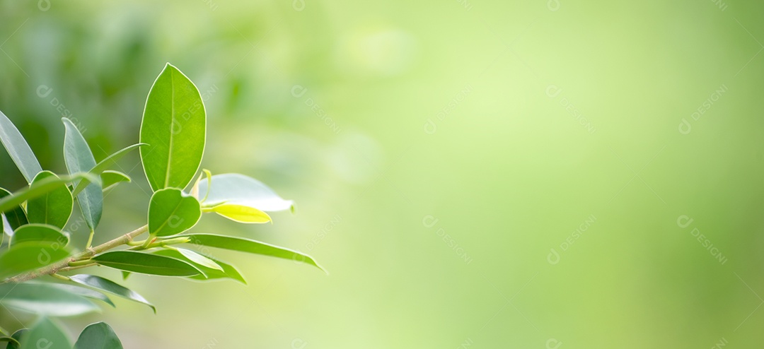 Fundo de folha bokeh desfocado fundo verde