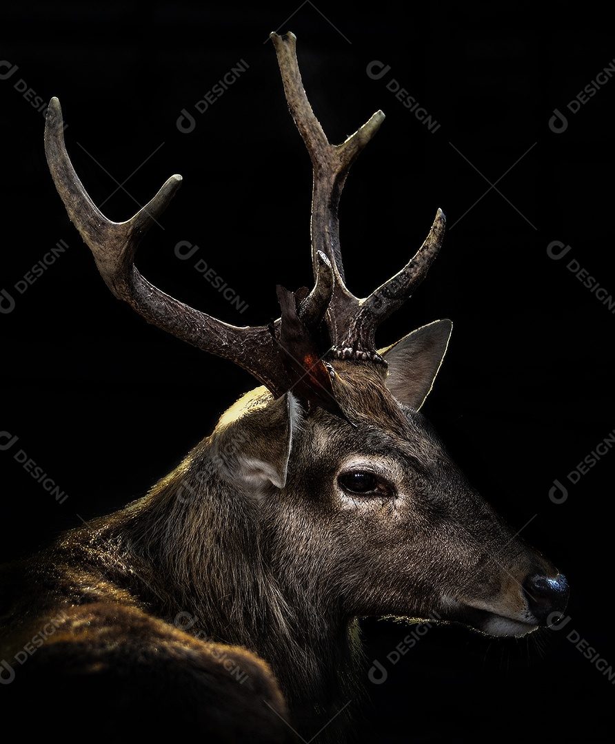 Veado em fundo preto