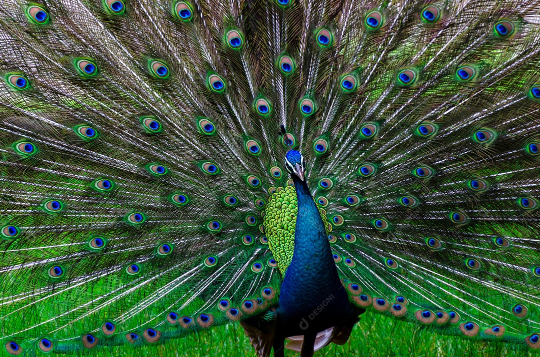 Pavão lindo padrão de exibição de cauda mancha verde