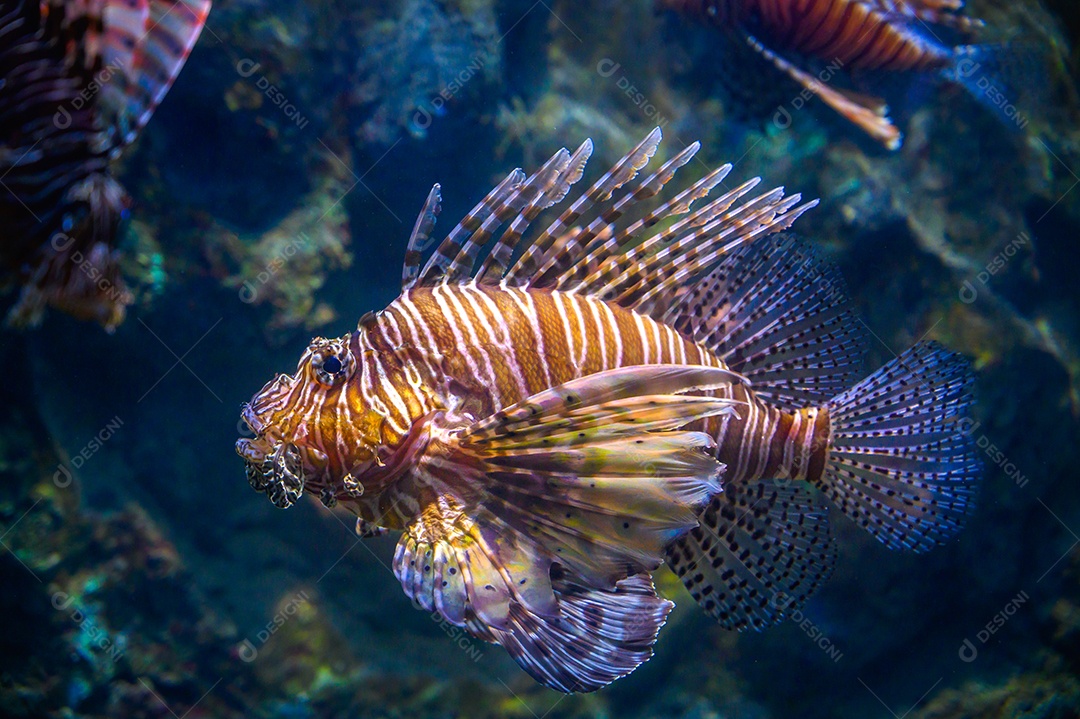 Peixe-leão Miles nadando em corais sob o mar