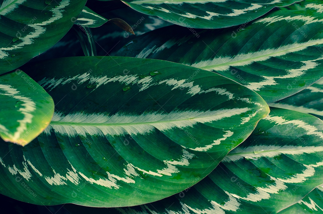 Folhas tropicais em um fundo natural