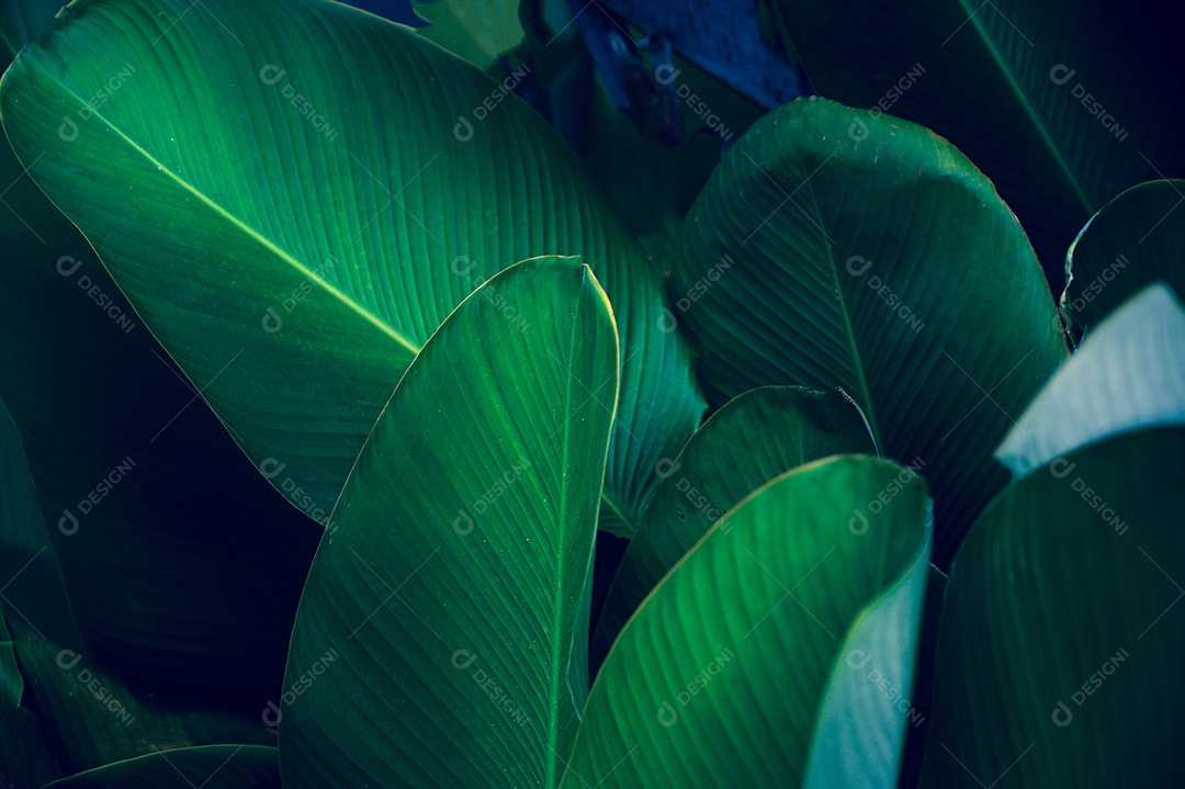 Folhas tropicais em um fundo natural