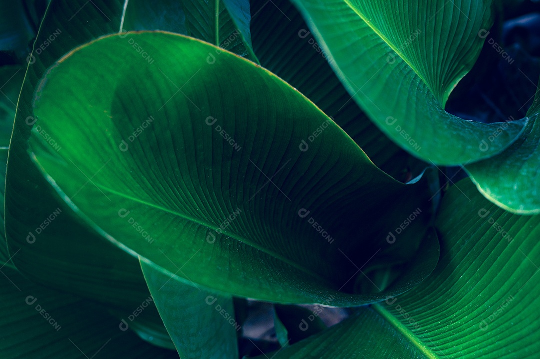 Folhas tropicais em um fundo natural