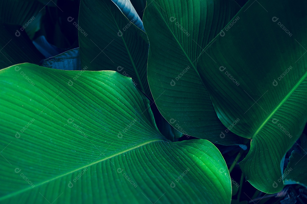 Folhas tropicais em um fundo natural