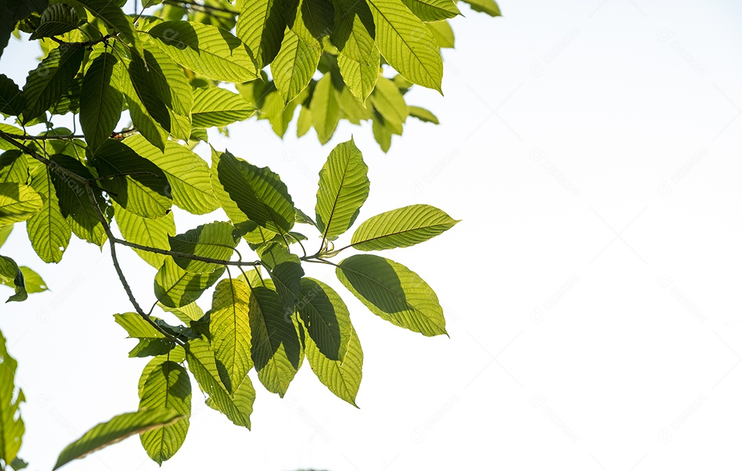 Kratom Mitragyna speciosa verde sobre fundo natural
