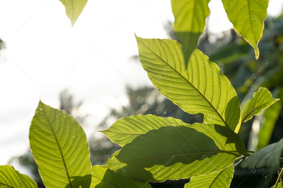 Kratom Mitragyna speciosa verde sobre fundo natural