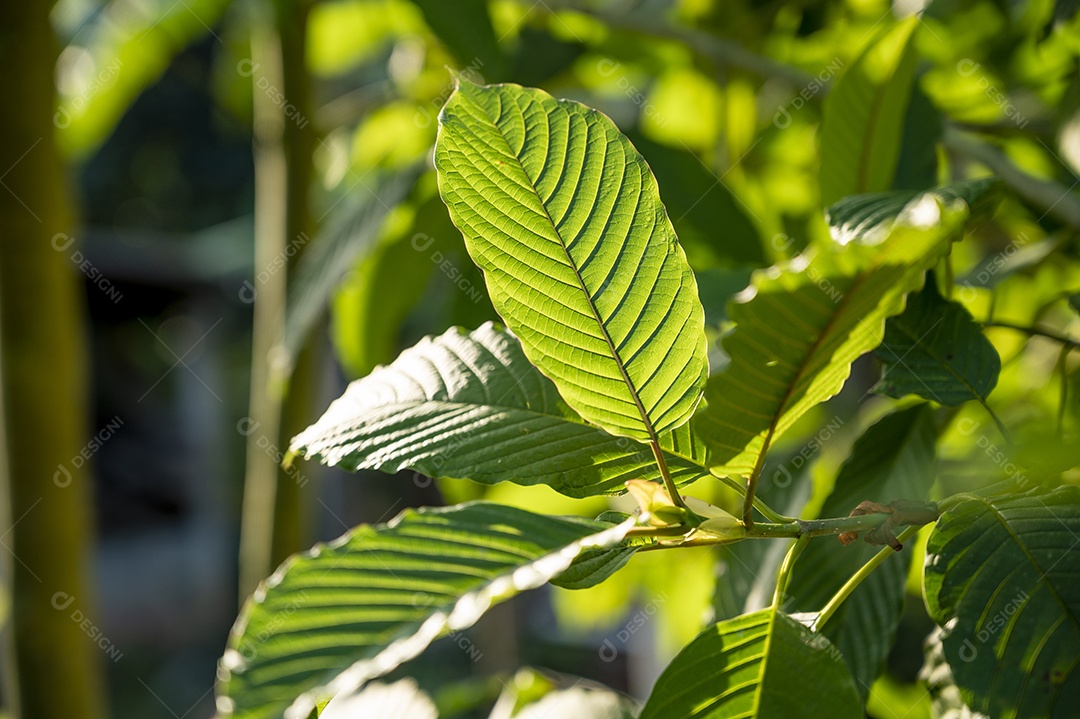 Kratom Mitragyna speciosa verde sobre fundo natural