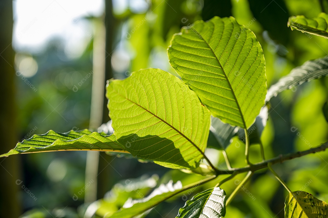 Kratom Mitragyna speciosa verde sobre fundo natural