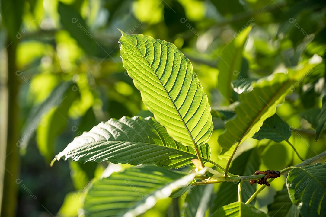 Kratom Mitragyna speciosa verde sobre fundo natural