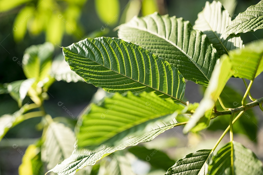 Kratom Mitragyna speciosa verde sobre fundo natural
