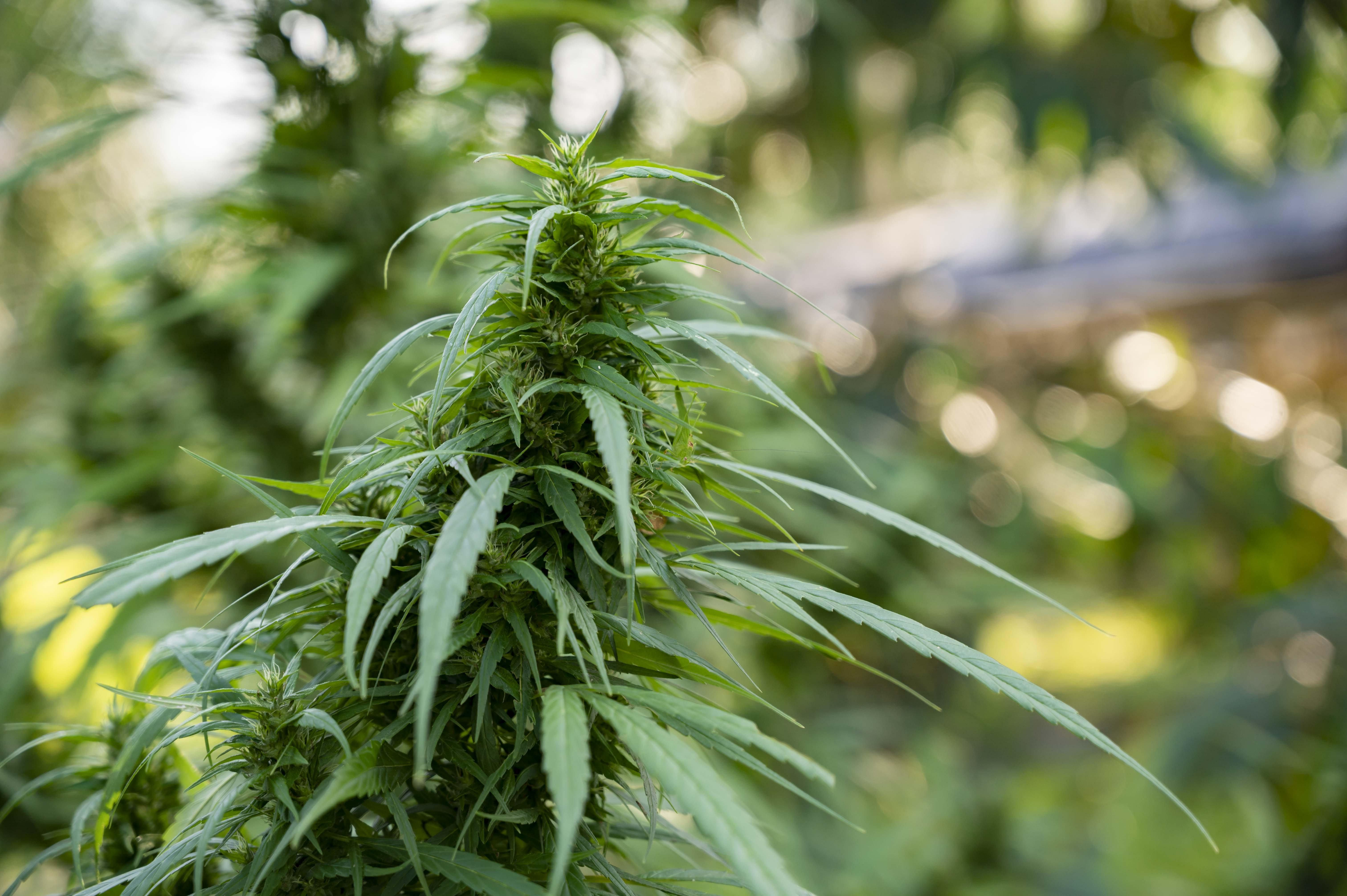 Folhas de cannabis em fundo natural