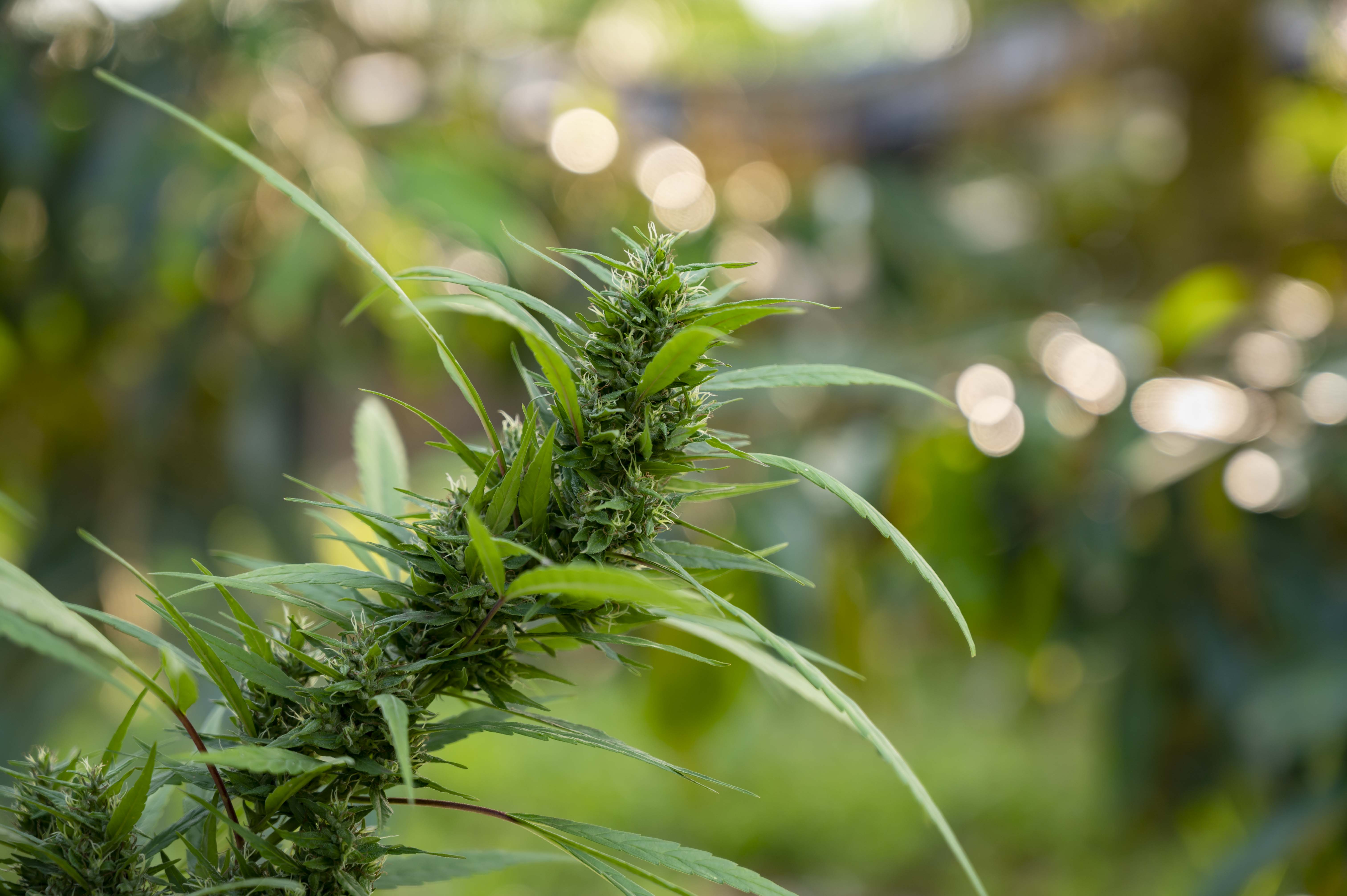 Folhas de cannabis em fundo natural