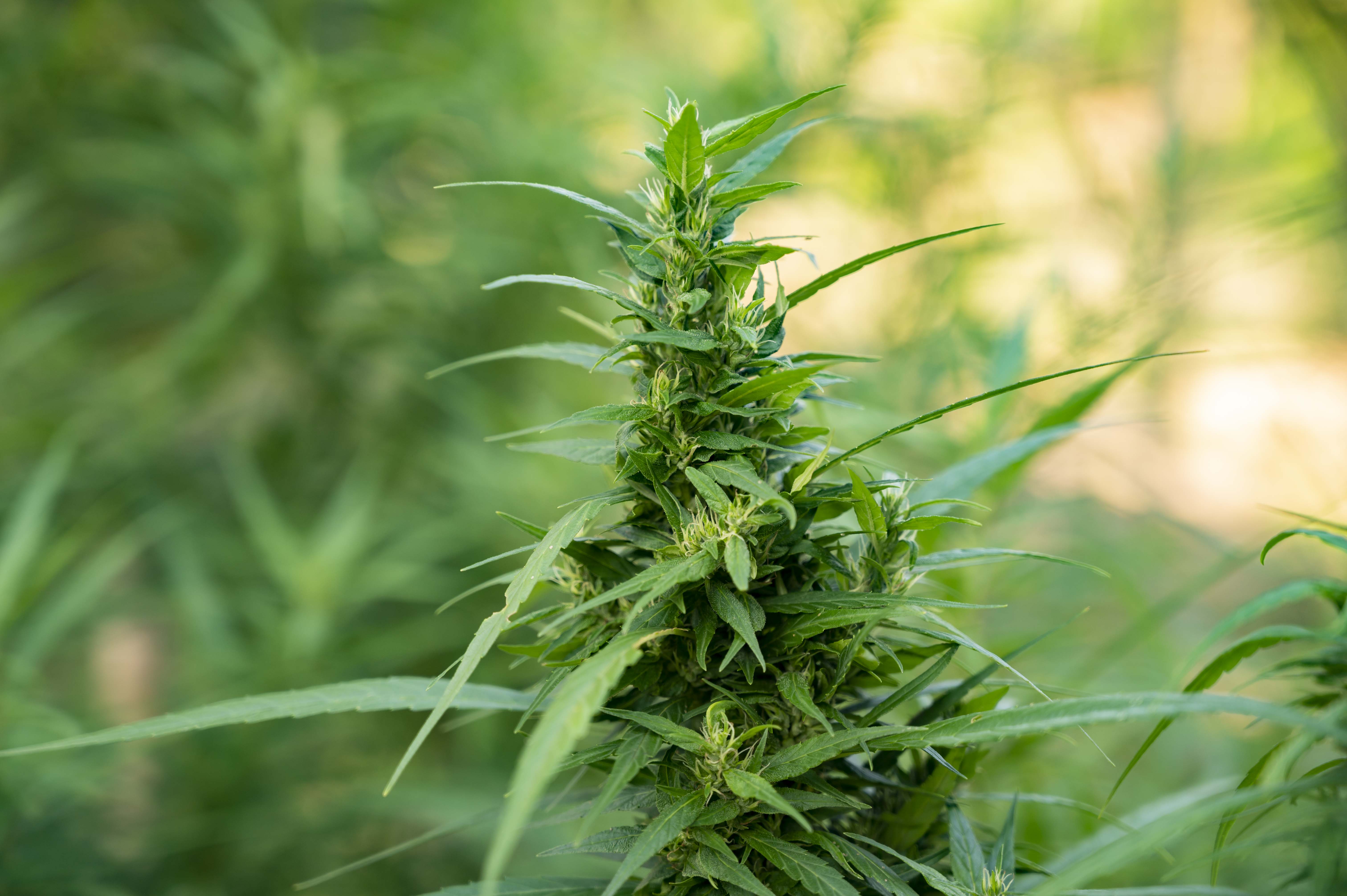 Folhas de cannabis em fundo natural