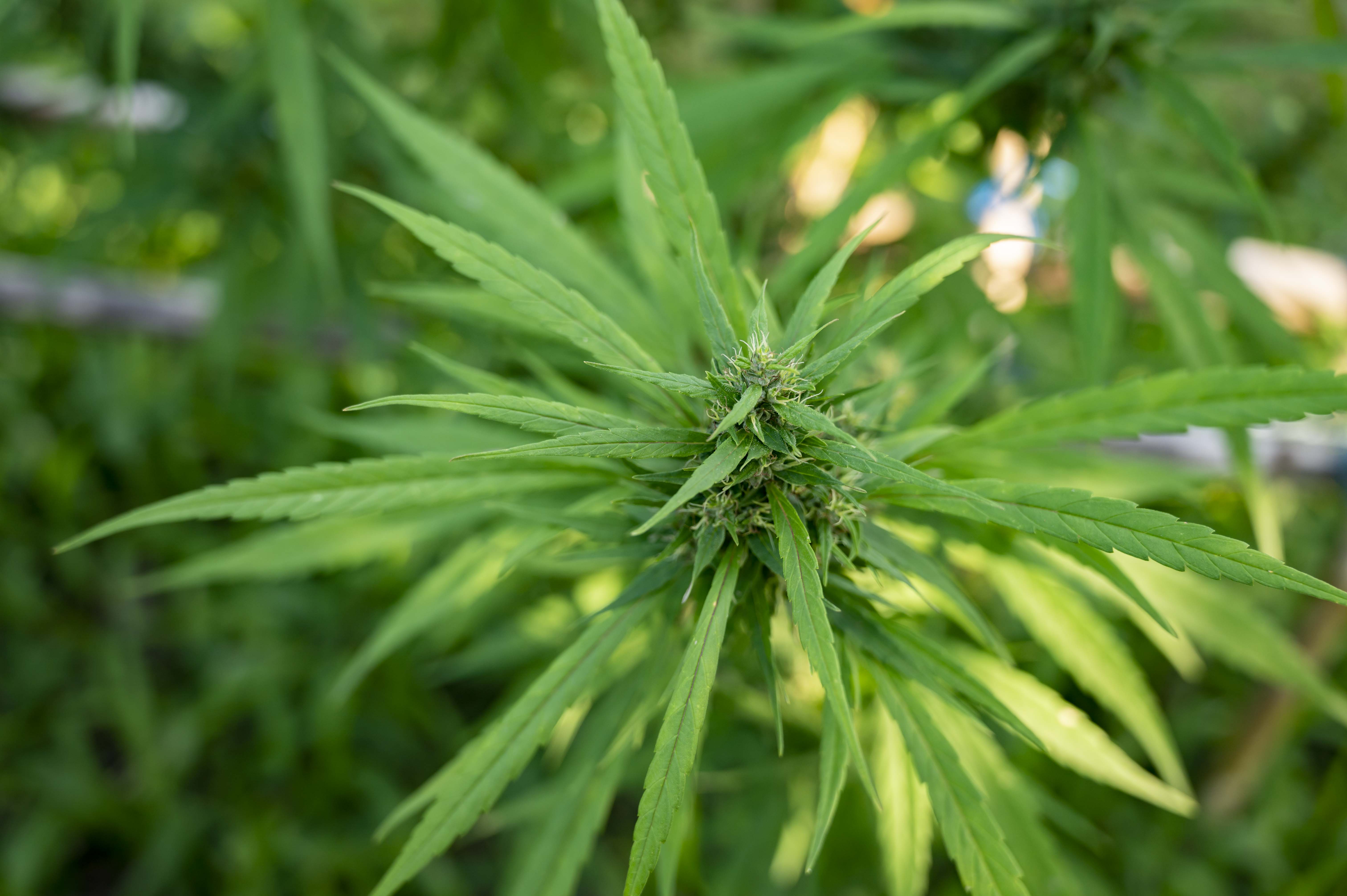 Folhas de cannabis em fundo natural