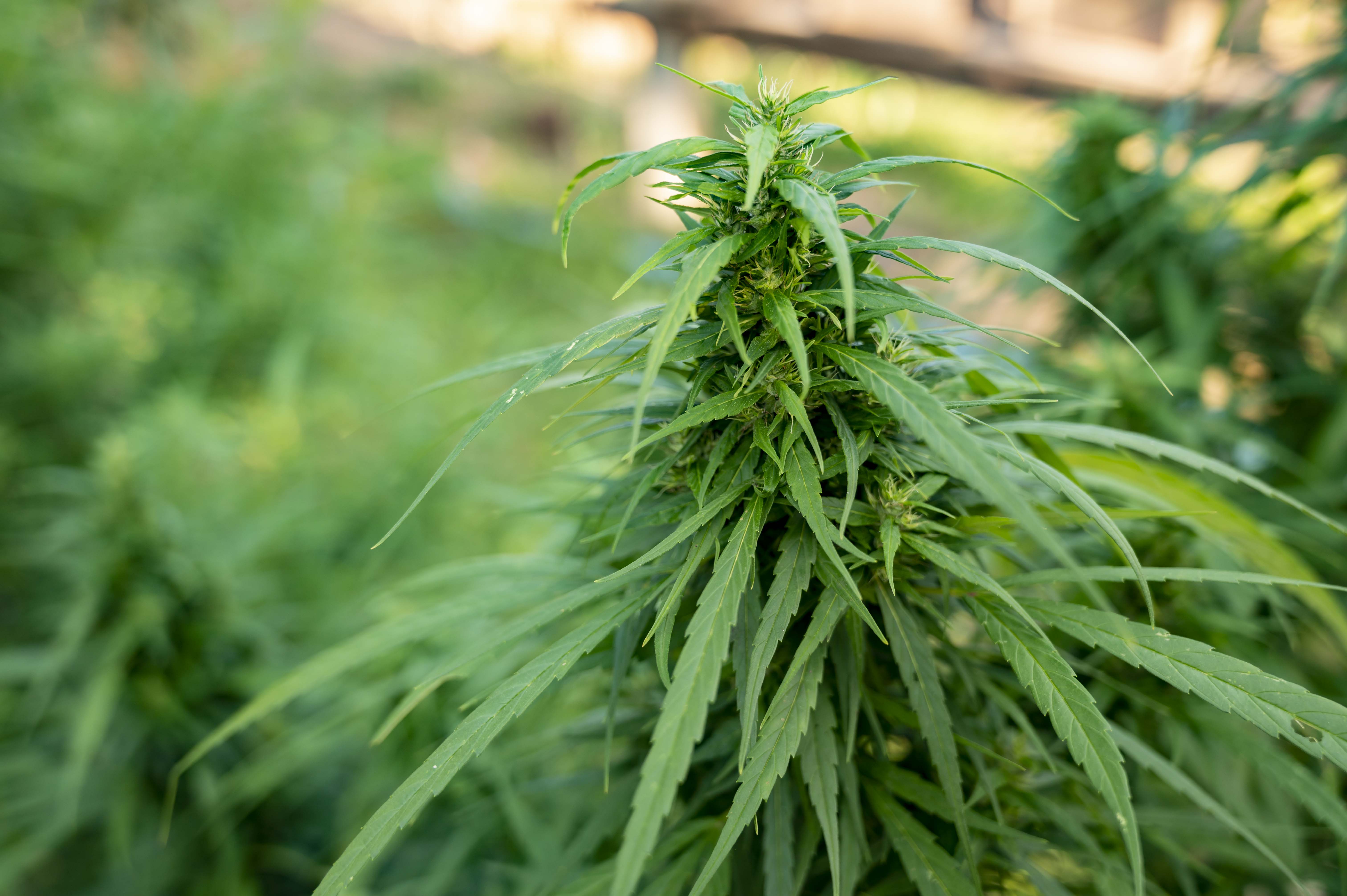 Folhas de cannabis em fundo natural