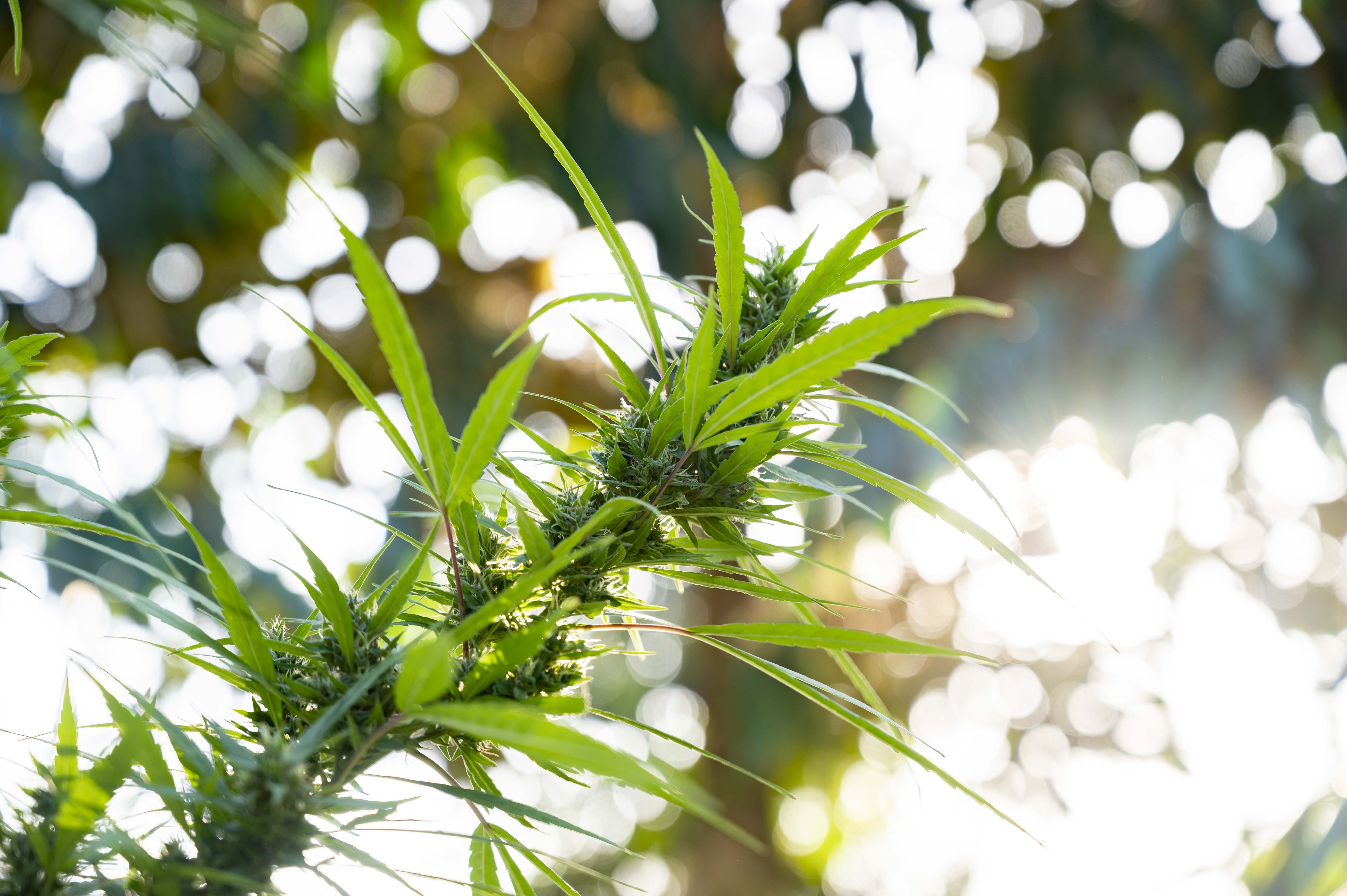 Folhas de cannabis em fundo natural