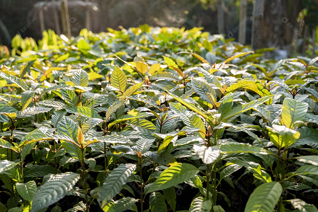 Kratom Mitragyna speciosa verde sobre fundo natural