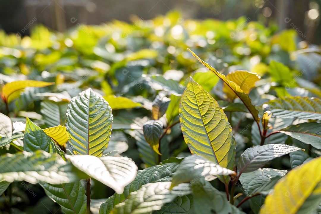 Kratom Mitragyna speciosa verde sobre fundo natural