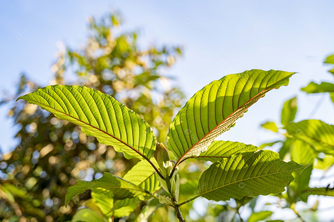 Kratom Mitragyna speciosa verde sobre fundo natural