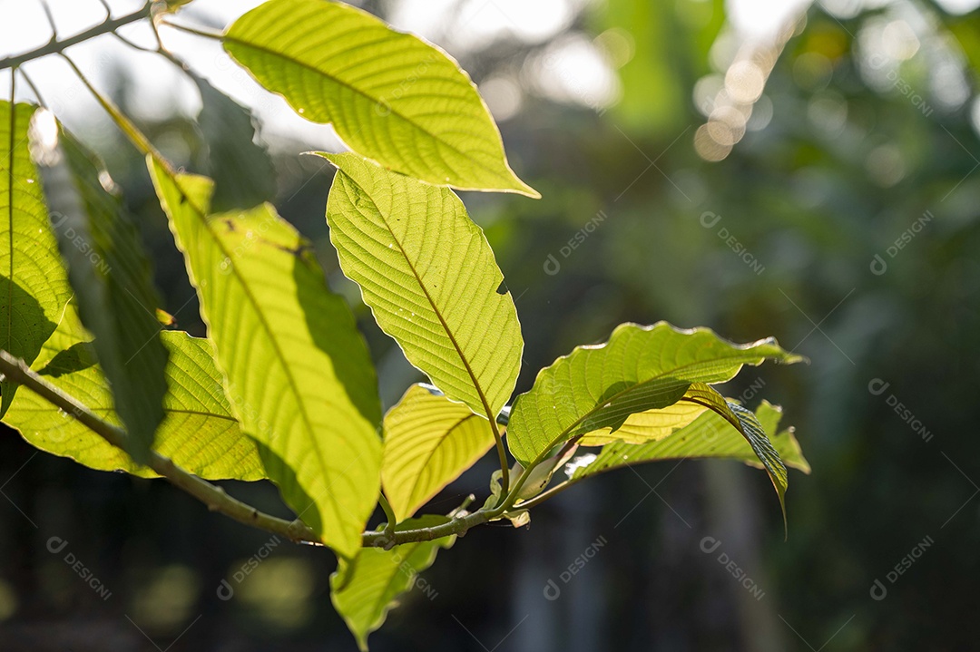 Kratom Mitragyna speciosa verde sobre fundo natural
