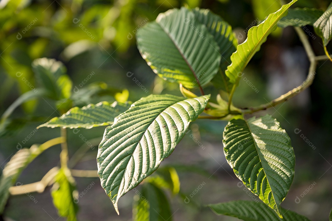 Kratom Mitragyna speciosa verde sobre fundo natural