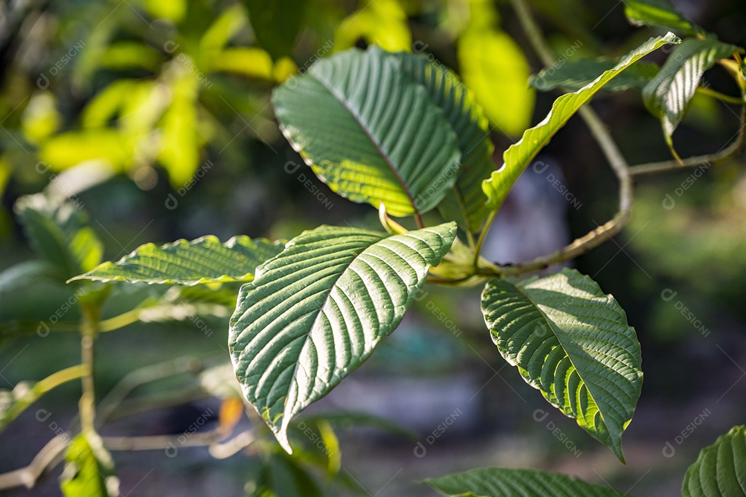 Kratom Mitragyna speciosa verde sobre fundo natural