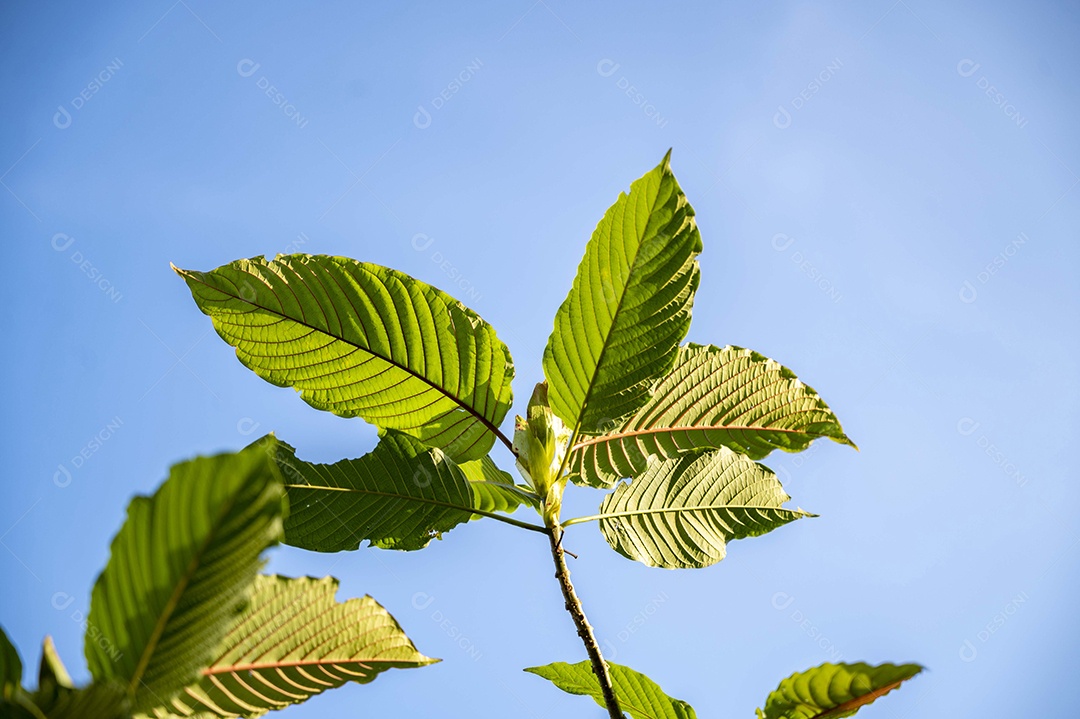 Kratom Mitragyna speciosa verde sobre fundo natural