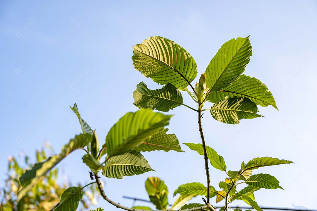 Kratom Mitragyna speciosa verde sobre fundo natural