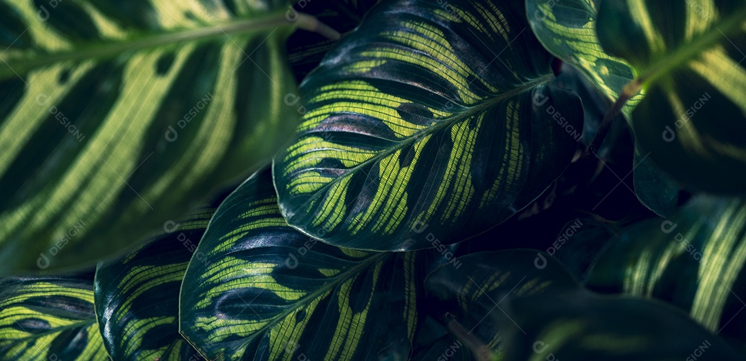 Folhas tropicais em um fundo natural