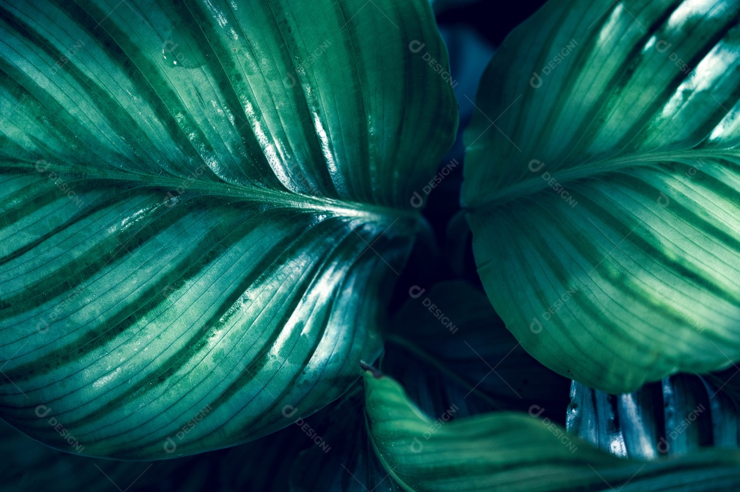 Folhas tropicais em um fundo natural