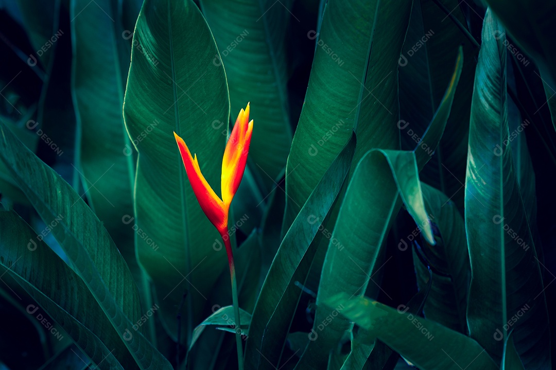 Folhas tropicais em um fundo natural