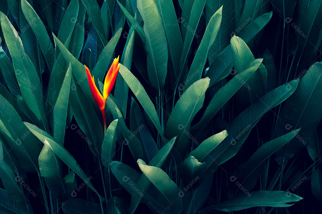 Folhas tropicais em um fundo natural