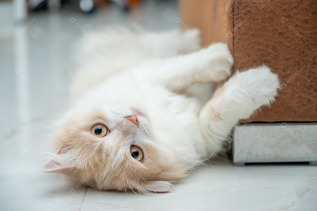 Gato persa branco e marrom com um rosto fofo