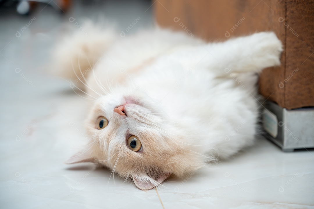 Gato persa branco e marrom com um rosto fofo