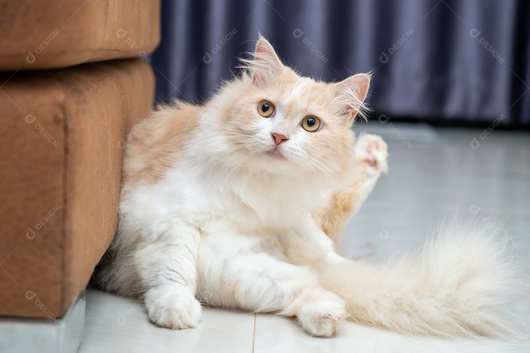 Gato persa branco e marrom com um rosto fofo
