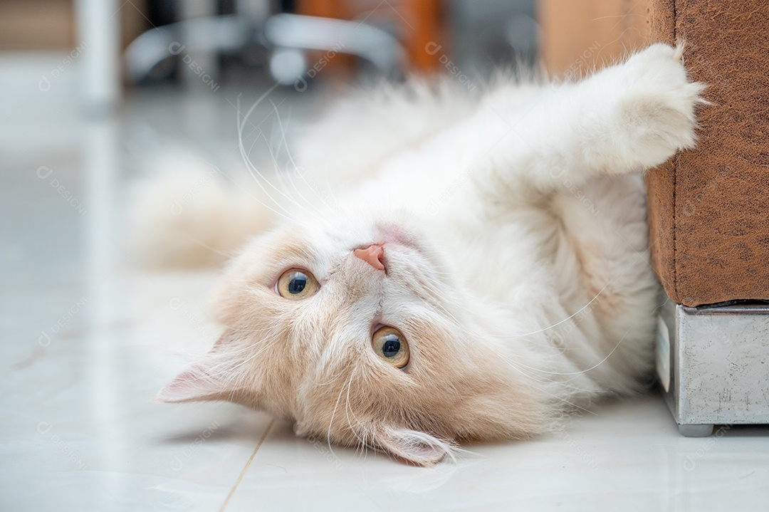 Gato persa branco e marrom com um rosto fofo