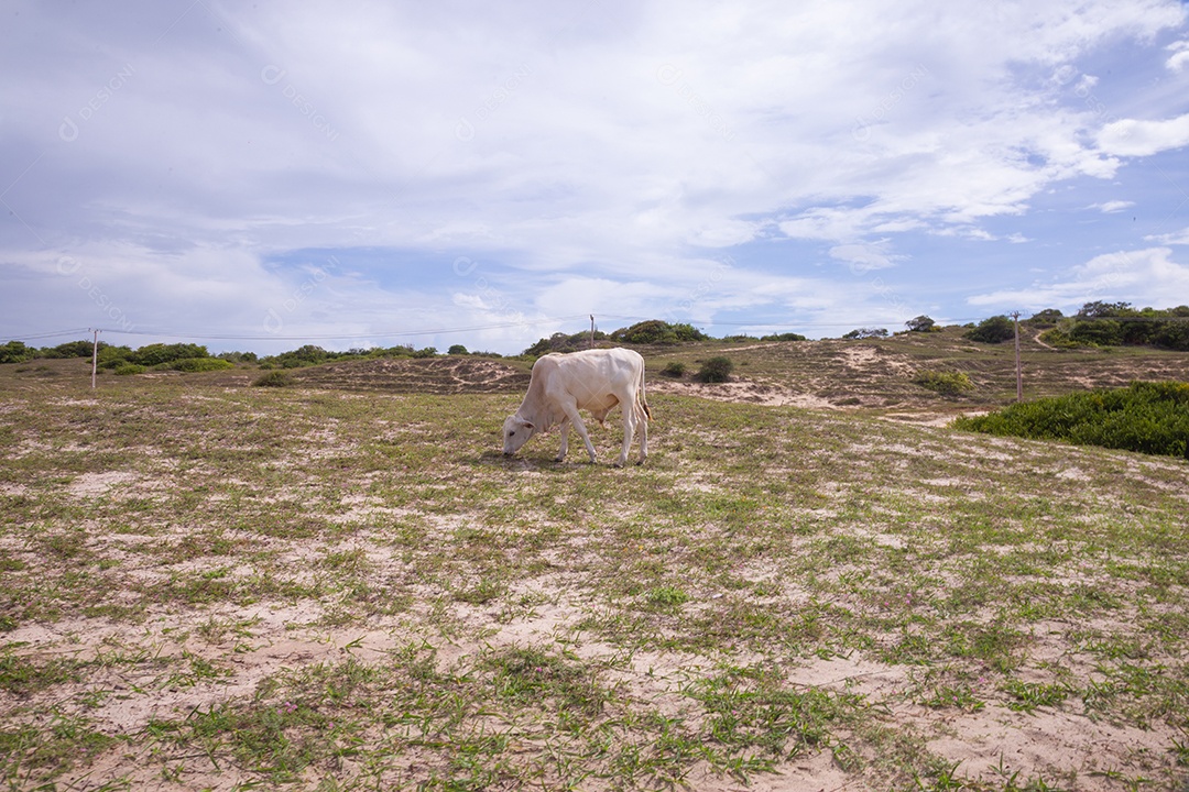 Vaca comendo capim sobre uma fazenda