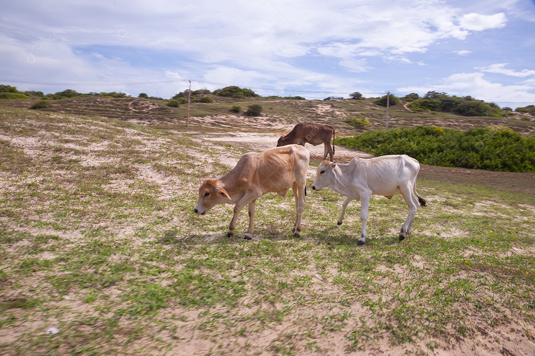 Vacas comendo capim sobre uma fazenda