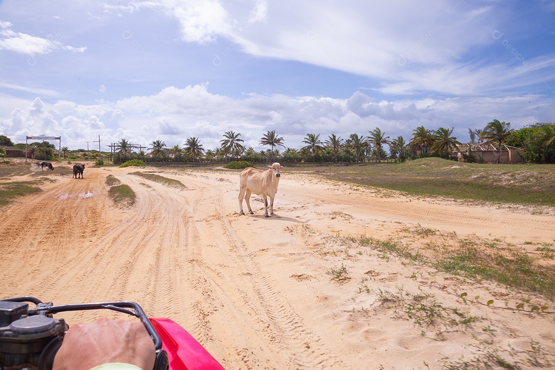 Gado bovino sobre dunas areia de praia