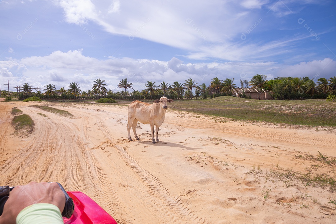 Gado bovino sobre dunas areia de praia