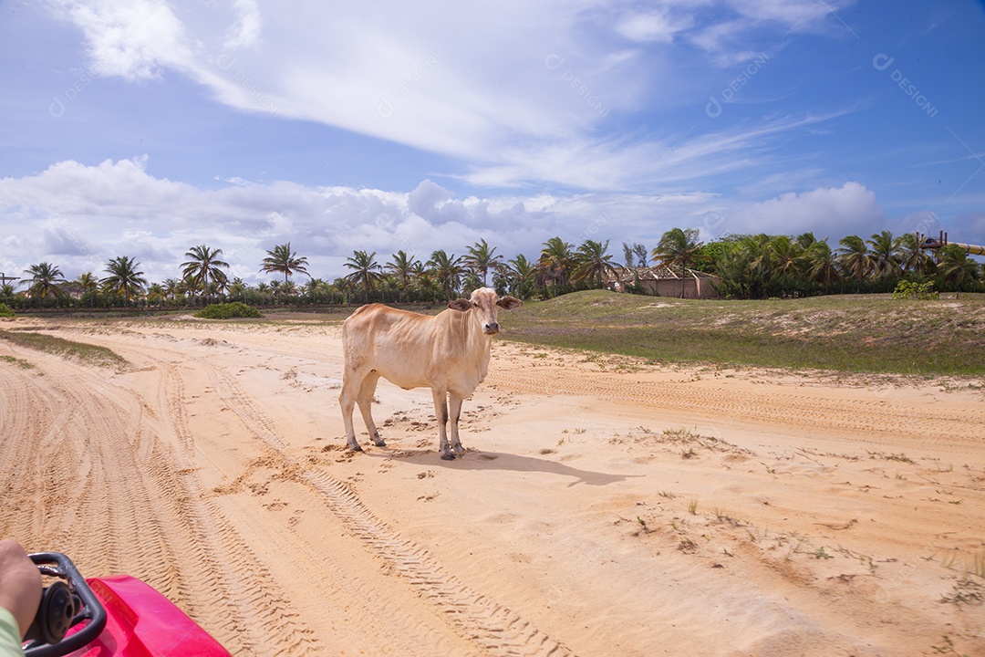 Gado bovino sobre dunas areia de praia