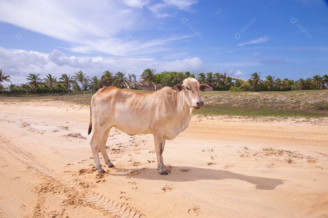 Gado bovino sobre dunas areia de praia