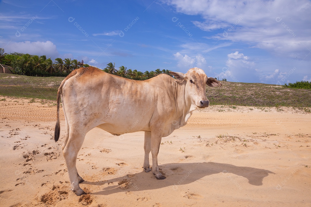 Gado bovino sobre dunas areia de praia
