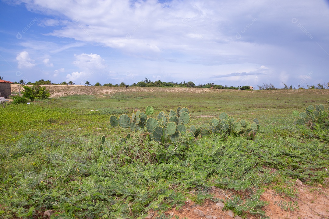 Cacto sobre uma fazenda campo verde gramado grama
