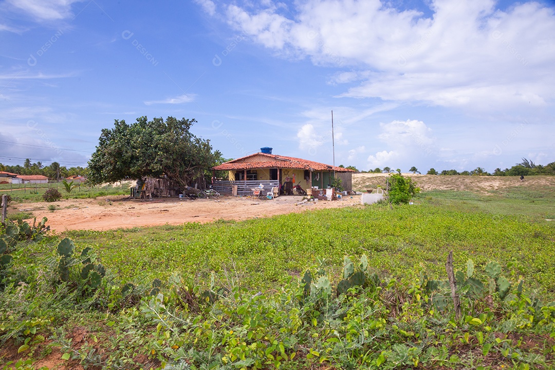 Cacto sobre uma fazenda campo verde gramado grama
